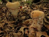 Laetiporus persicinus image