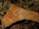 Laetiporus persicinus image