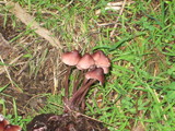 Mycena purpureofusca image