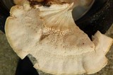 Climacodon pulcherrimus image