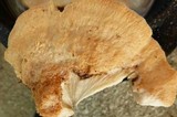 Climacodon pulcherrimus image