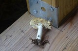 Russula claroflava image