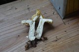 Russula claroflava image