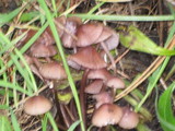 Mycena purpureofusca image