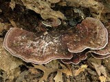 Nigroporus vinosus image