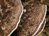 Nigroporus vinosus image