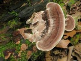 Nigroporus vinosus image