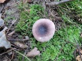 Russula fragilis image