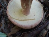 Boletus subcaerulescens image