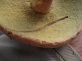Boletus subcaerulescens image