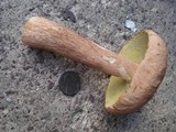 Boletus subcaerulescens image