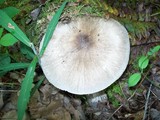 Megacollybia rodmanii image