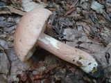 Boletus subcaerulescens image