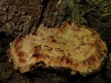 Onnia tomentosa image