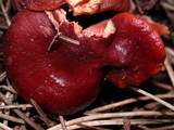 Lactarius atrobadius image