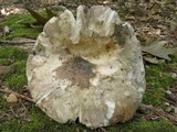 Russula variata image