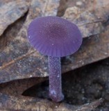 Laccaria amethystina image
