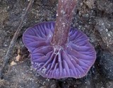 Laccaria amethystina image