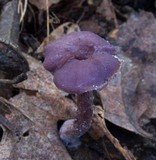 Laccaria amethystina image