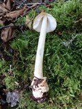 Amanita amerifulva image