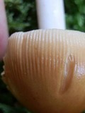 Amanita amerifulva image