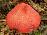 Fistulina hepatica image