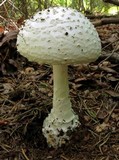 Amanita cokeri image