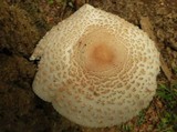 Leucoagaricus americanus image