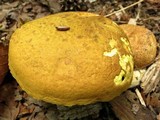 Pseudoboletus parasiticus image