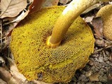 Pseudoboletus parasiticus image