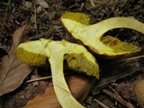 Pseudoboletus parasiticus image