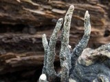 Xylaria cornu-damae image