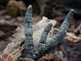 Xylaria cornu-damae image