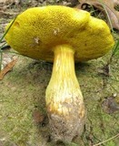 Aureoboletus innixus image