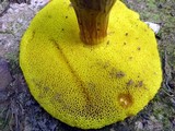 Aureoboletus innixus image