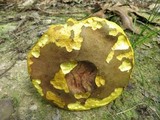 Aureoboletus innixus image
