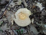 Lactarius maculatus image
