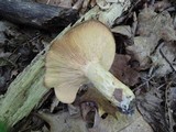 Lactarius maculatus image