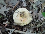 Lactarius maculatipes image