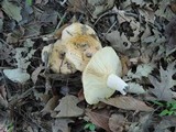 Lactarius maculatipes image