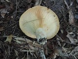 Lactarius psammicola image