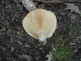 Lactarius psammicola image