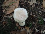 Lactarius chrysorrheus image