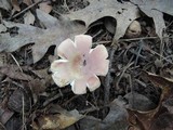Russula rosea image