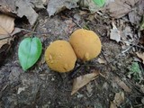 Boletus roxanae image