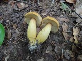 Boletus roxanae image