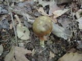 Boletus ferrugineus image