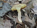 Boletus ferrugineus image