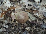 Boletus ferrugineus image