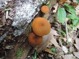 Pholiota granulosa image